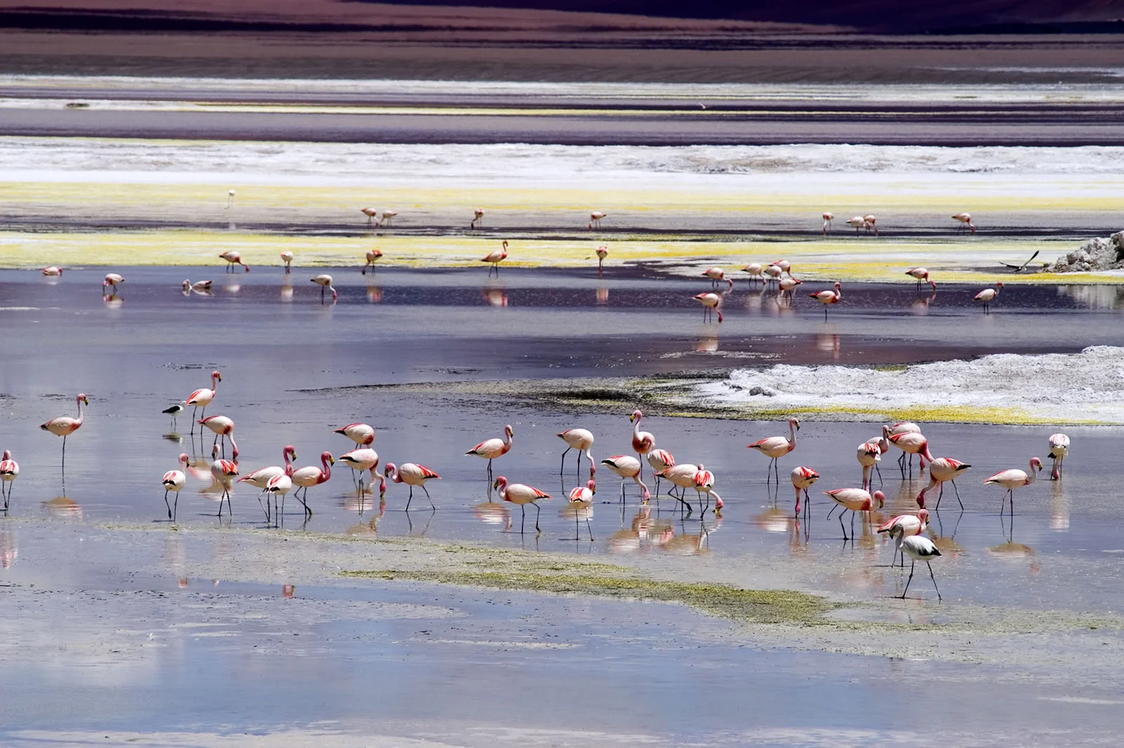 tour flamencos san pedro de atacama